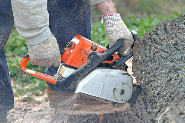 Best Storm Damage Tree Cleanup  in South Boston, VA